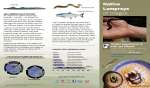 Thumbnail of page from the document Native lampreys of Oregon