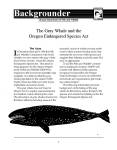 Thumbnail of cover from the document The gray whale and the Oregon Endangered Species Act.