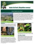 Thumbnail of page from the document Sudden oak death (Phytophthora ramorum)